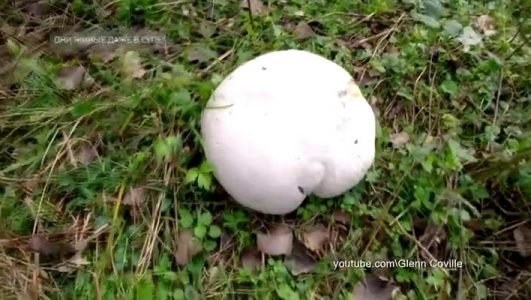 Самые шокирующие гипотезы (Эфир 18 июня 2021 года)